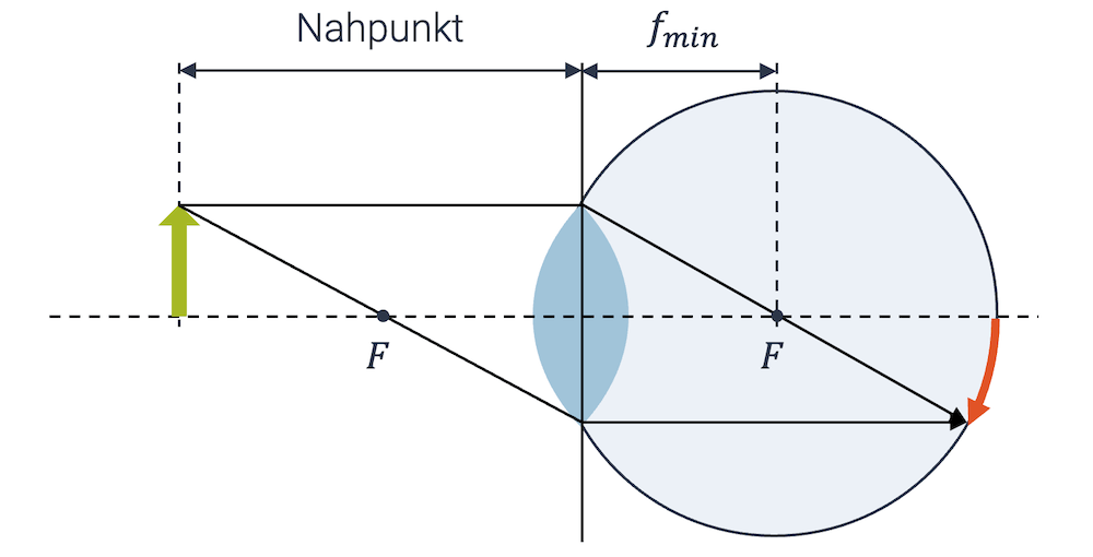 Bei einer jungen Person ist die Linse so elastisch, dass sie eine sehr kurze Brennweite und damit einen kurzen Nahpunkt haben kann (kurze Gegenstandsweite)