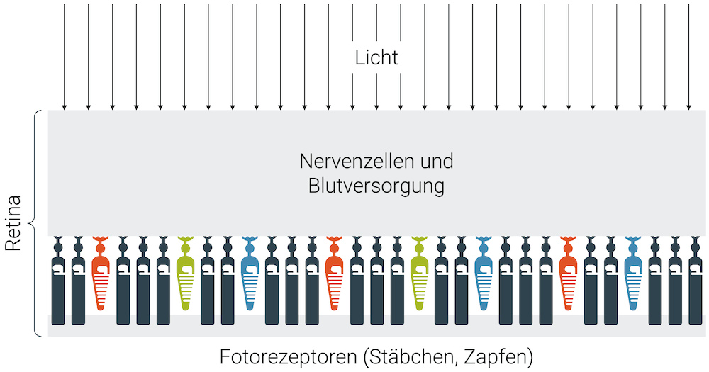 Aufbau der Netzhaut (Zapfen für das Farbsehen)