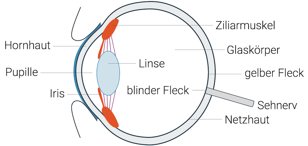 Aufbau des Auges