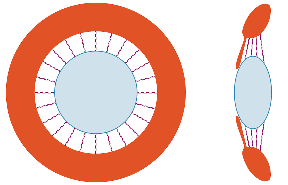 Ziliarmuskel und Augenlinse bei der Nahsicht