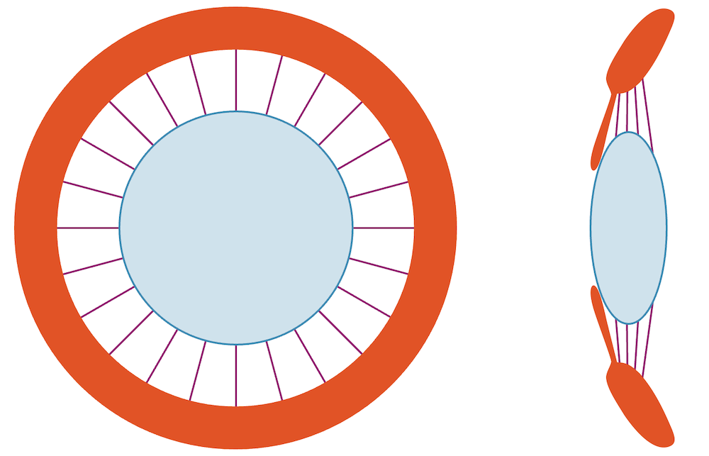Ziliarmuskel und Augenlinse bei der Fernsicht