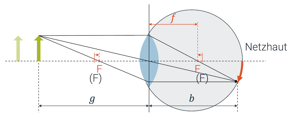 Auge mit richtiger Brennweite (scharfes Bild)