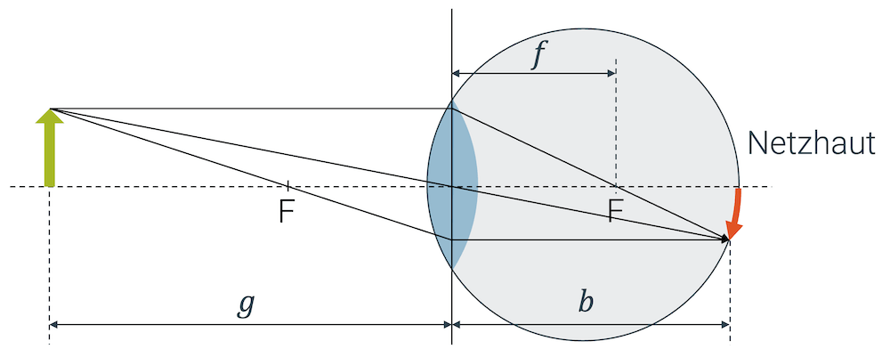 Auge mit richtiger Brennweite (normale Sicht)